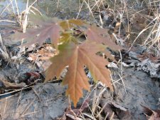 IMG_0020.JPG