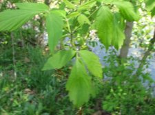 IMG_0029.JPG