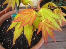 IMG_0141.JPG