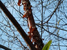 20110419_LagoonBikePath_BirchBark_Cutler_P1100369.jpg