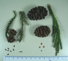 2011-04-28 tree ID 004 br sm.jpg