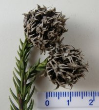 2011-04-27 mystery tree parts 024 sm.jpg