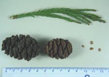2011-04-28 tree ID 002 br sm.jpg