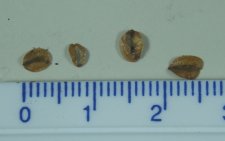 2011-04-28 tree ID 003 br sm.jpg