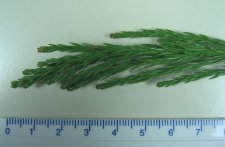 2011-04-28 tree ID 005 br sm.jpg