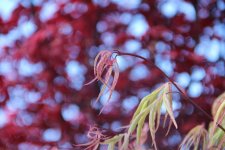 wakehurst pink 1.jpg