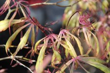 wakehurst pink 3.jpg