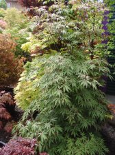 wakehurst pink 1.jpg