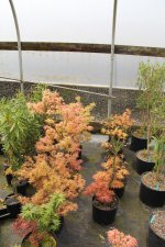 seedlings mikawa 1.jpg