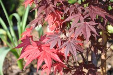 acer 009.jpg