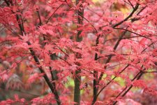 otome sakura 2 my1111.jpg