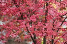 otome zakura 1 my1111.jpg