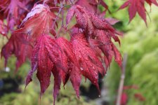 purple ghost leaf my1711.jpg