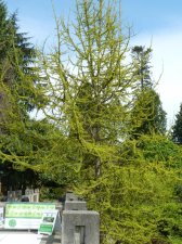 20110513_UBCBG_GinkgoBiloba_Cutler_P1110652.jpg