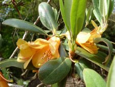 20110513_UBCBG_RhodoCinnabarinum_CutlerP1110706.jpg