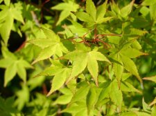 unknown Acer palmatum - may.jpg