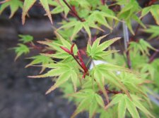 unknown Acer palmatum - april.jpg