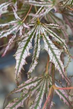 IMG_0597.jpg
