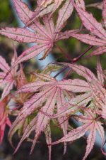 IMG_0601.jpg