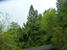 20110427_ElkRock_TaiwaniaCryptomeriodes_Cutler_P1120600.jpg