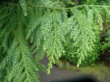 20110427_ElkRock_TaiwaniaCryptomeriodes_Cutler_P1120602.jpg