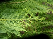 20110427_ElkRock_TaiwaniaCryptomeriodes_Cutler_P1120607.jpg