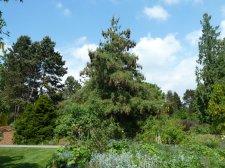 20110611_VanDusen_PinusWallichiana_Cutler_P1130291.jpg