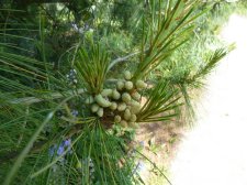20110611_VanDusen_PinusWallichiana_Cutler_P1130293.jpg