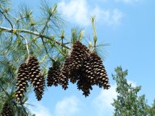 20110611_VanDusen_PinusWallichiana_Cutler_P1130297.jpg