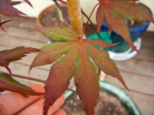 DSCN0483.jpg