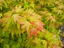 DSCN0510.jpg