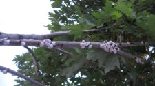 Picture 005.jpg