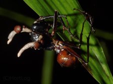 Ophiocordyceps.jpg