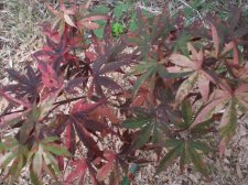 lugllio 2011 010.jpg
