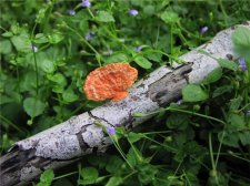 Orange stuff (Small).jpg