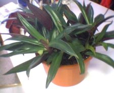 plants002.jpg