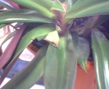 plants004.jpg