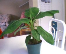 plants005.jpg