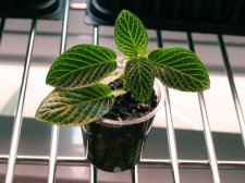 Mystery-Plant.jpg