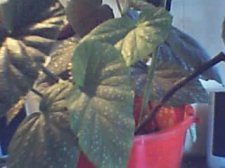 great grandmas plant.jpg