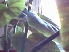 great grandmas plant 2.jpg