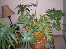 plant.JPG