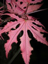 DSCN0721.JPG