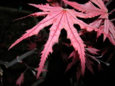 DSCN0722.JPG