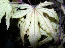 DSCN0728.JPG