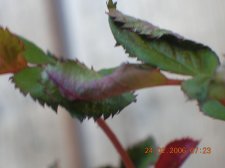 2006-02-24_6.jpg