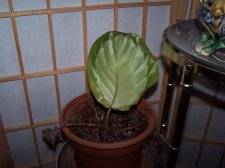 100_0292.jpg