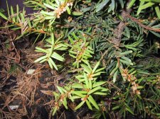 Yellow Yew 3.jpg