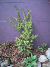 Yellow Yew 1.jpg