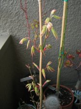 100_0020_r1_1.jpg